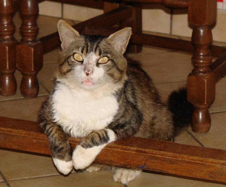 Gaspard - Mâle (7 ans)