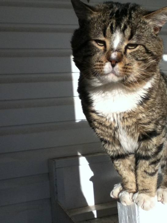 Rascel - Mâle (2 ans)