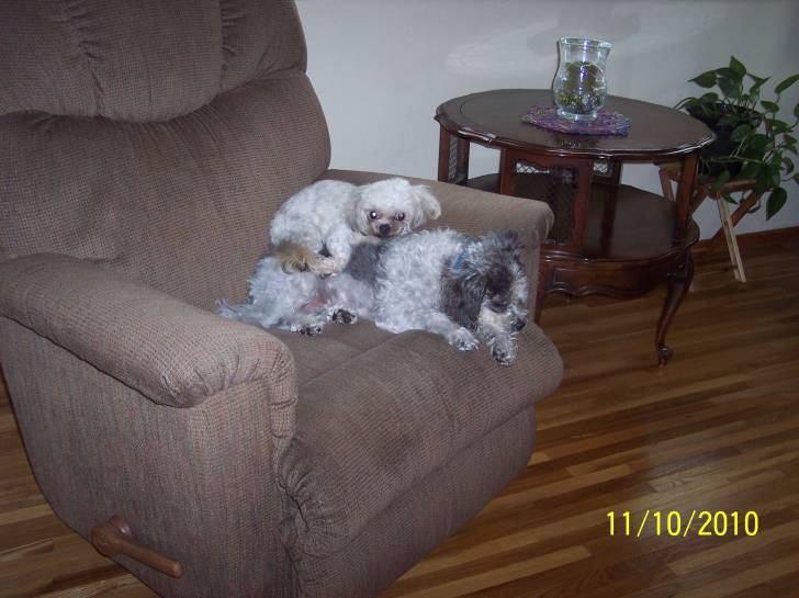 Charley & Toby II - Mâle (6 ans)