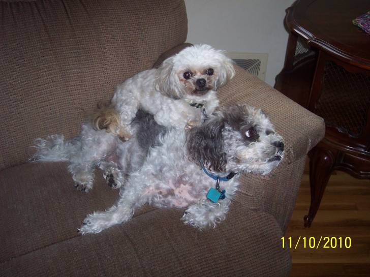 Charley and Toby III - Mâle (6 ans)