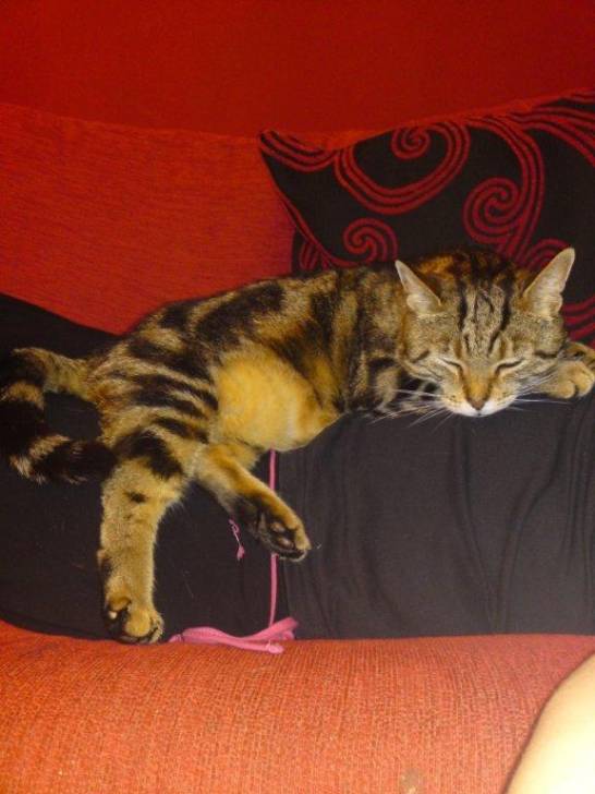 Magz - Mâle (8 ans)