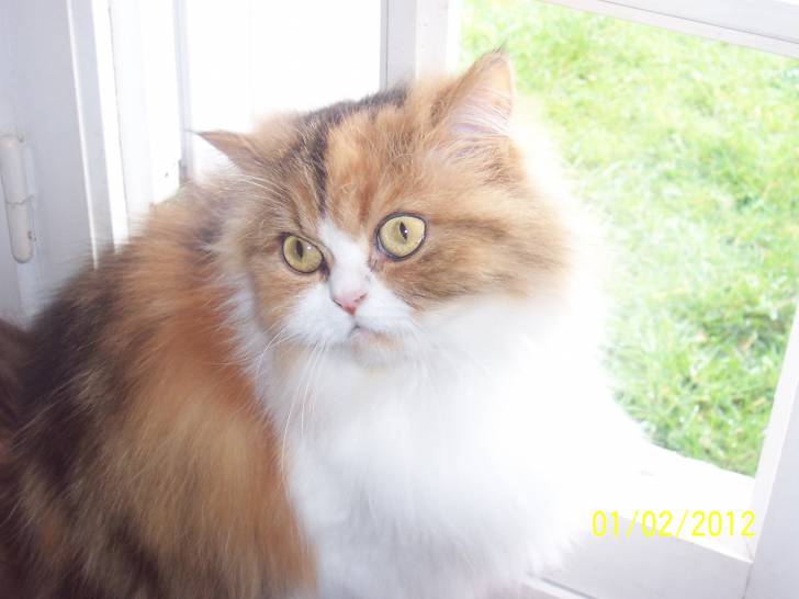 Canelle - (5 ans)