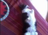mickey - Mâle (6 ans)
