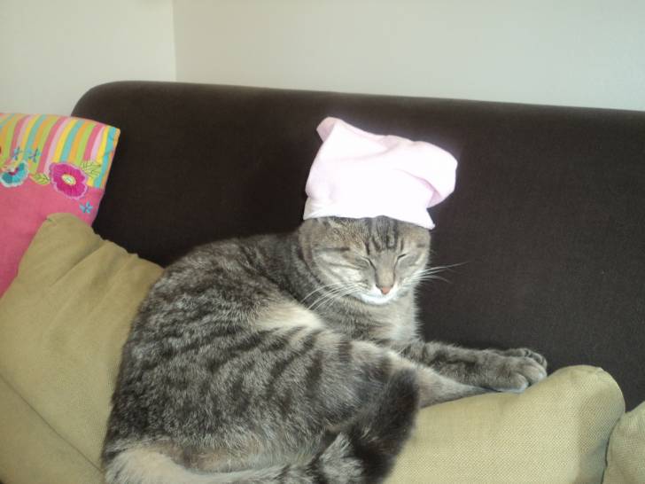 cookis - Mâle (3 ans)