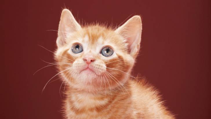 tabby - (2 ans)
