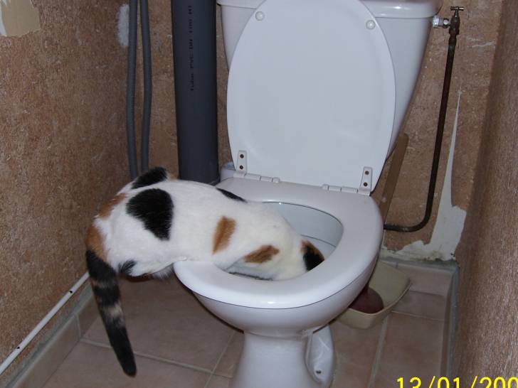 Moustache aux toilettes - (2 ans)