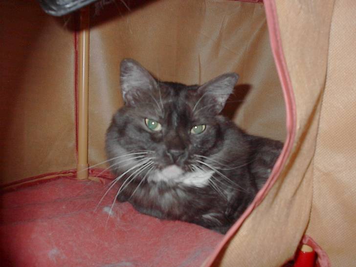 bubba - Mâle (5 ans)