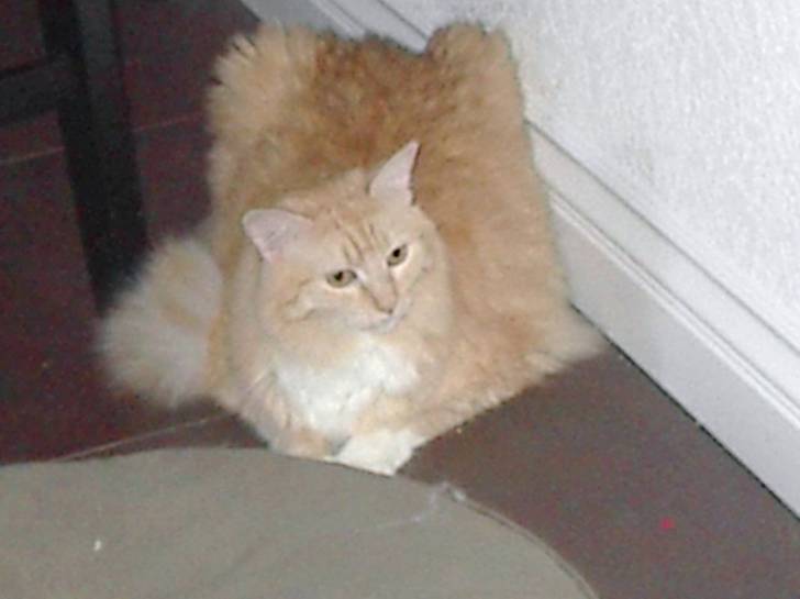 angel - (5 ans)