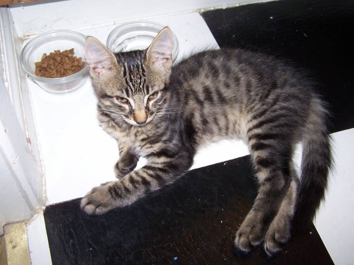 baby - Mâle (4 ans)