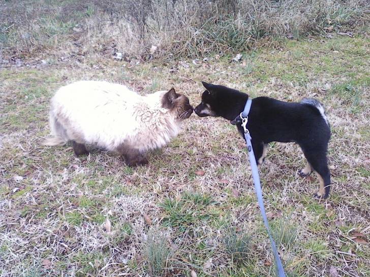 Eystien and Zander saying hello - Mâle (1 mois)
