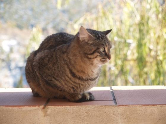 Zig - (3 ans)
