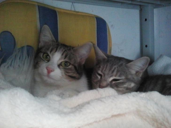 grisette et calinette - (6 mois)