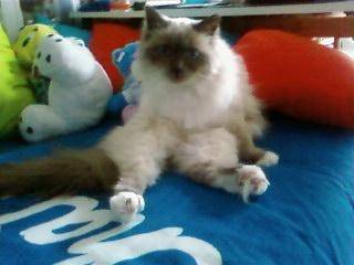Stella - (12 ans)