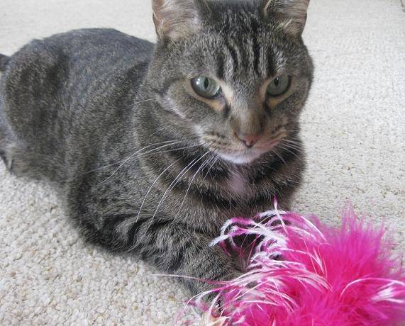 Pebbles - (12 ans)