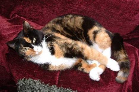 Misty - (5 ans)