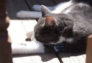 Max - Mâle (5 ans)