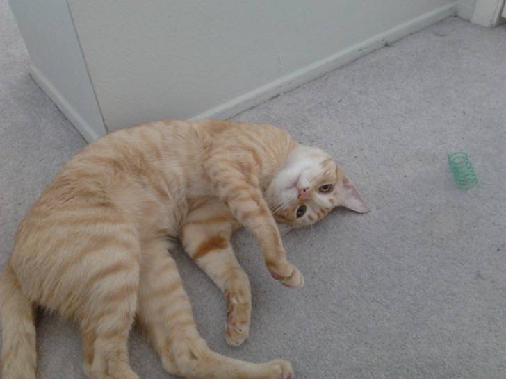 Carmel - Mâle (5 ans)