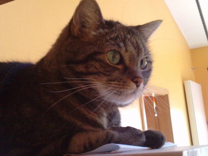 Iris - (12 ans)