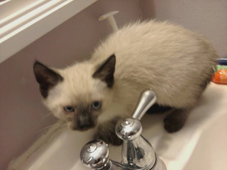 jasmine - (2 ans)
