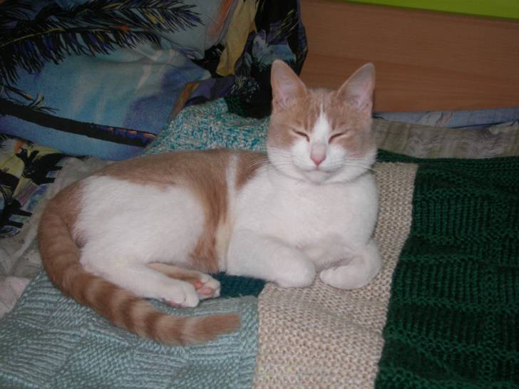 Daisie - (8 mois)