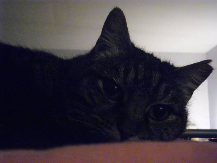 Noisette - (11 ans)