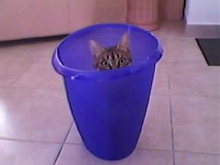 Perle - (3 ans)