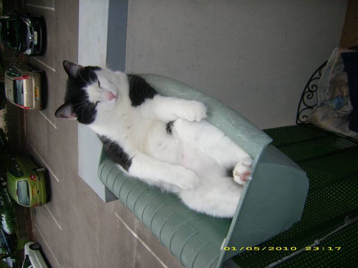 Doubi ? quand il etait plus petit - Mâle (4 ans)