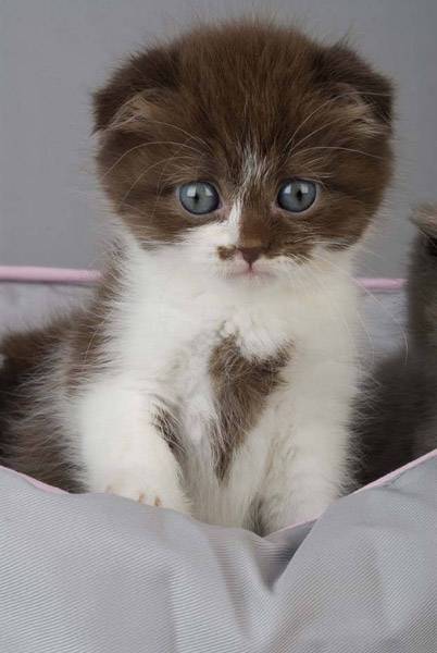 Chipie - (1 mois)