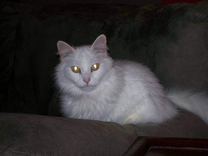 Peenelope - (4 ans)