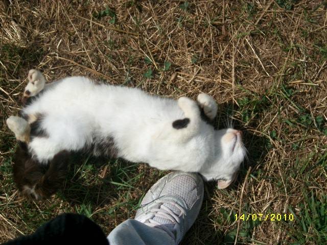 Lechien (dcd) - (2 ans)
