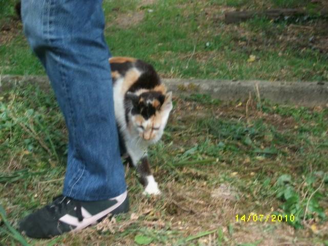 Lechien (dcd) - (2 ans)