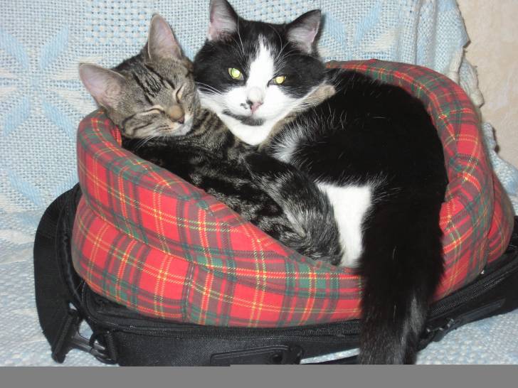 Paco (le noir et blanc) et Ninette -