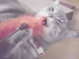 Diva - (2 ans)