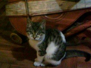 Caline - (8 mois)