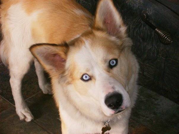 rosco - Mâle (3 ans)