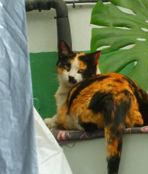 Persa - (4 ans)