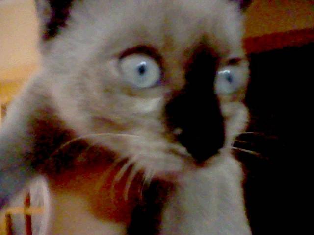 Kitty - (5 mois)