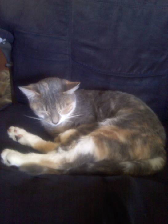 Sheba - (6 mois)
