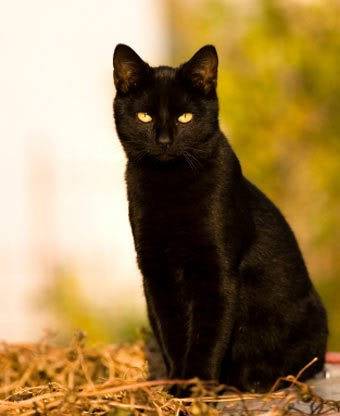 Pip-squeak - (9 ans)