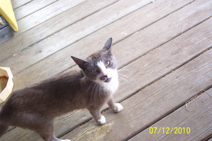 Buddy - (5 ans)