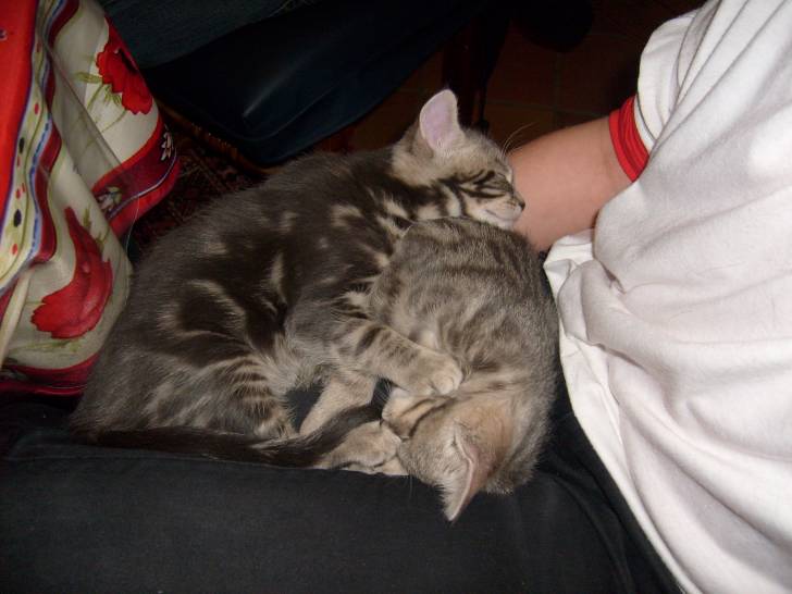 chaton - Mâle
