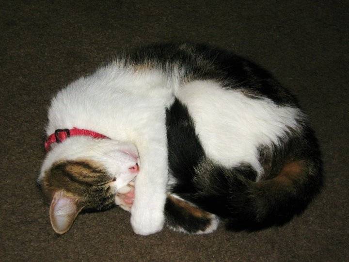 Sadie - (2 ans)