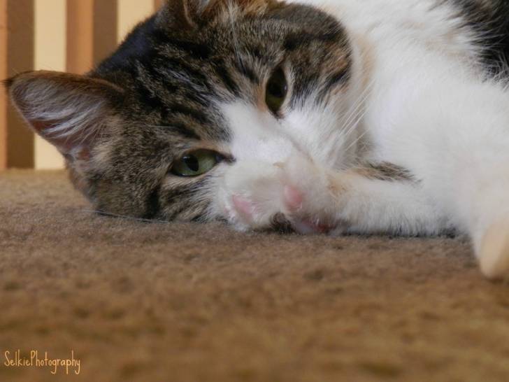 Sadie - (2 ans)