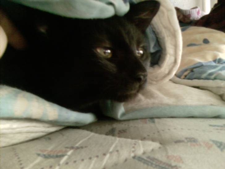 Tonic - (7 mois)