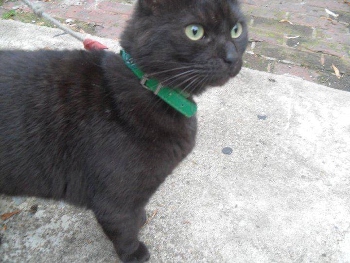 harry - Mâle (7 ans)