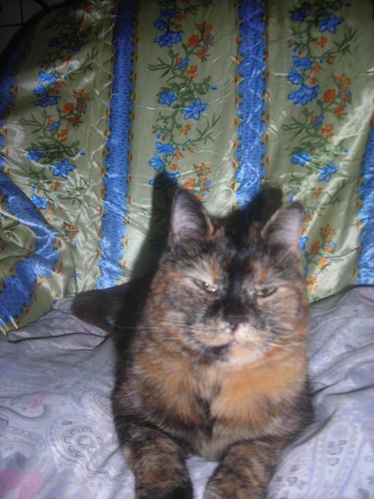 bagheera -