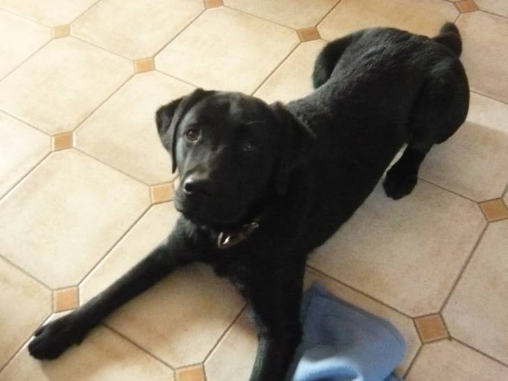 frosties - Mâle (2 ans)