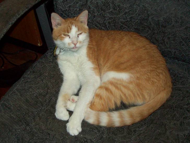 Tiger - Mâle (12 ans)