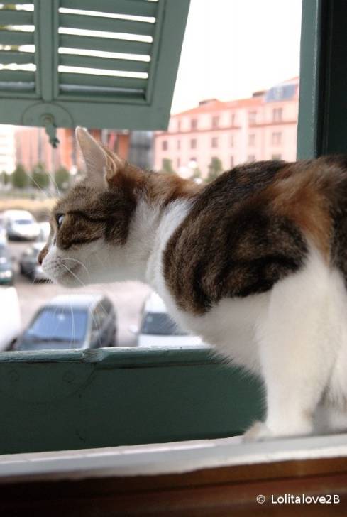 Noisette - (5 ans)