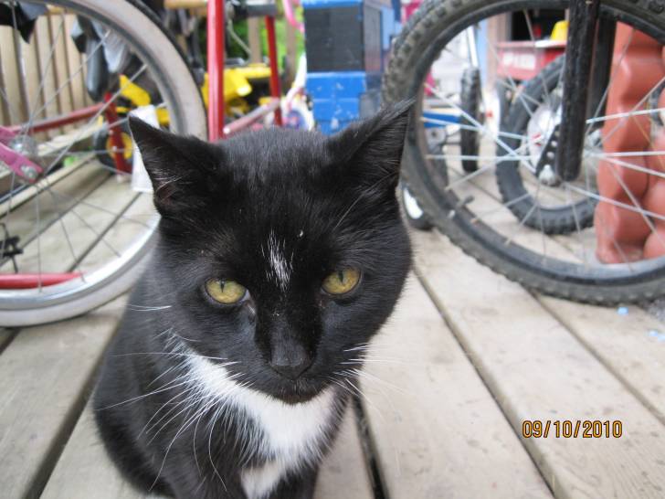 Stoney - Mâle (12 ans)